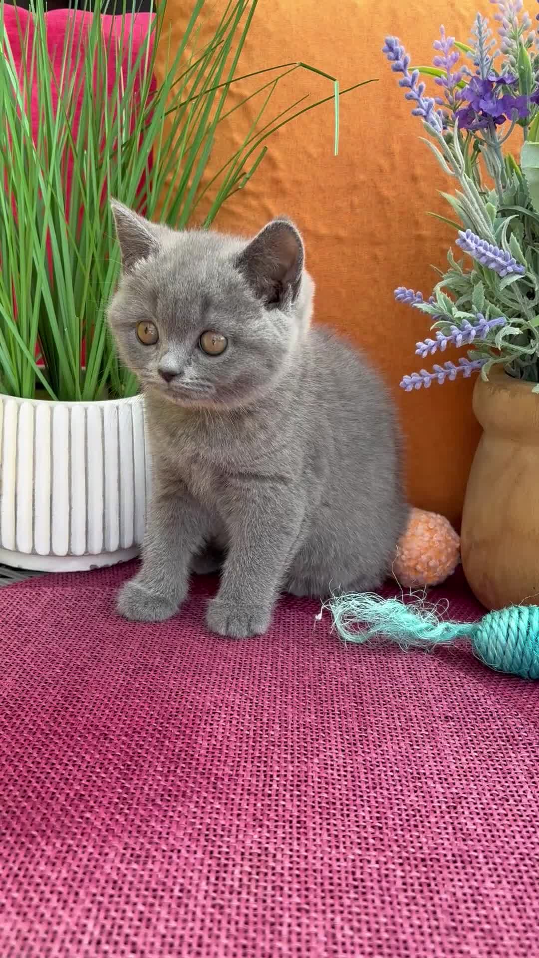 British Shorthair cats for sale: British Shorthairs**READY NOW** - Video 3