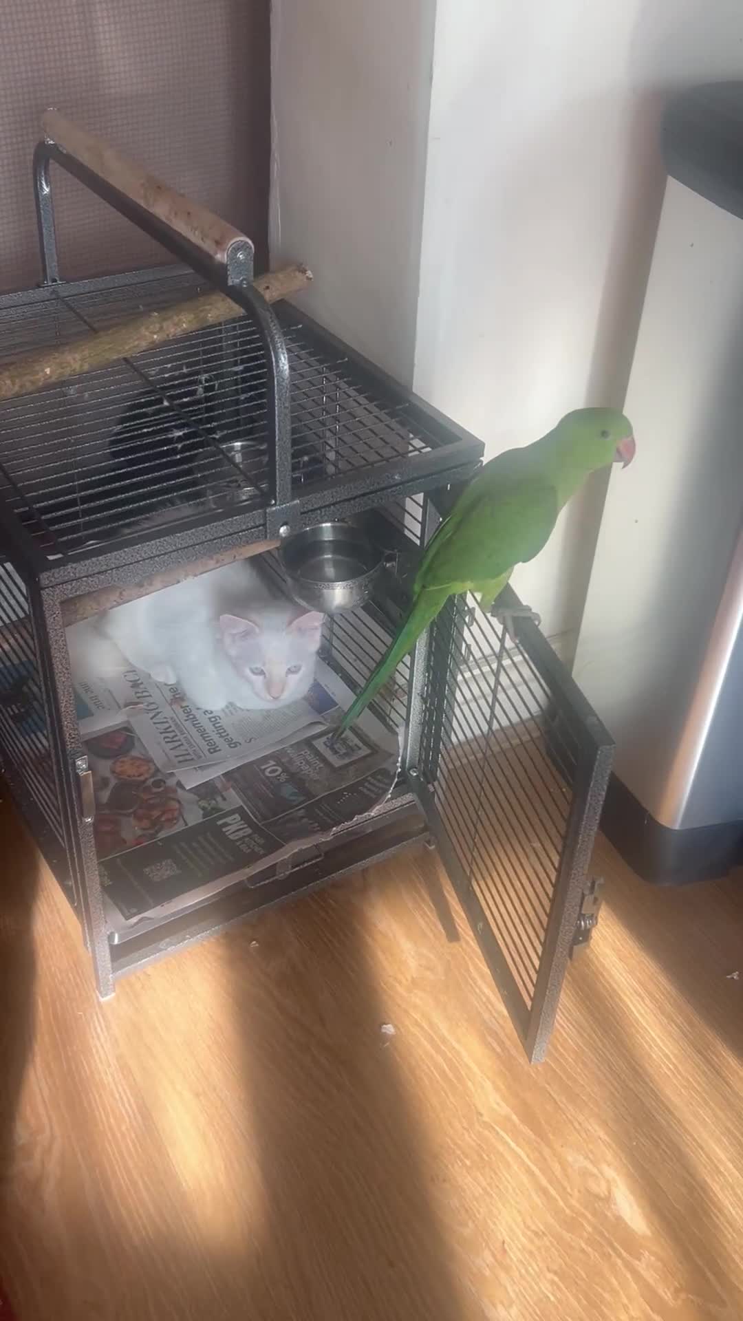 Ringnecks birds for sale: Young male Indian ringneck - Video 3