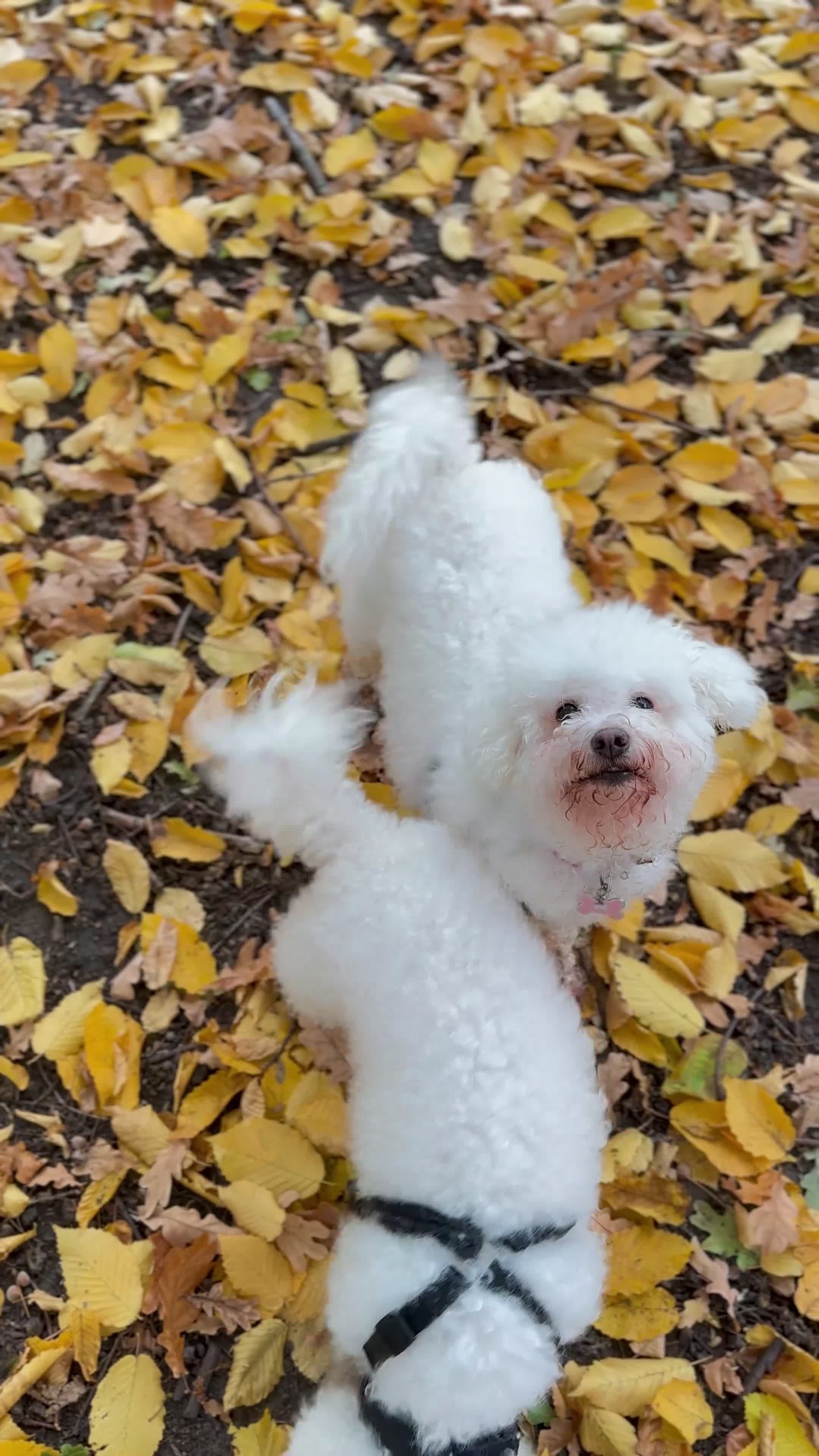 Bichon Frise dogs for stud: NOT FOR SALE: Bichon Frise For Stud Central London in London - Video 2
