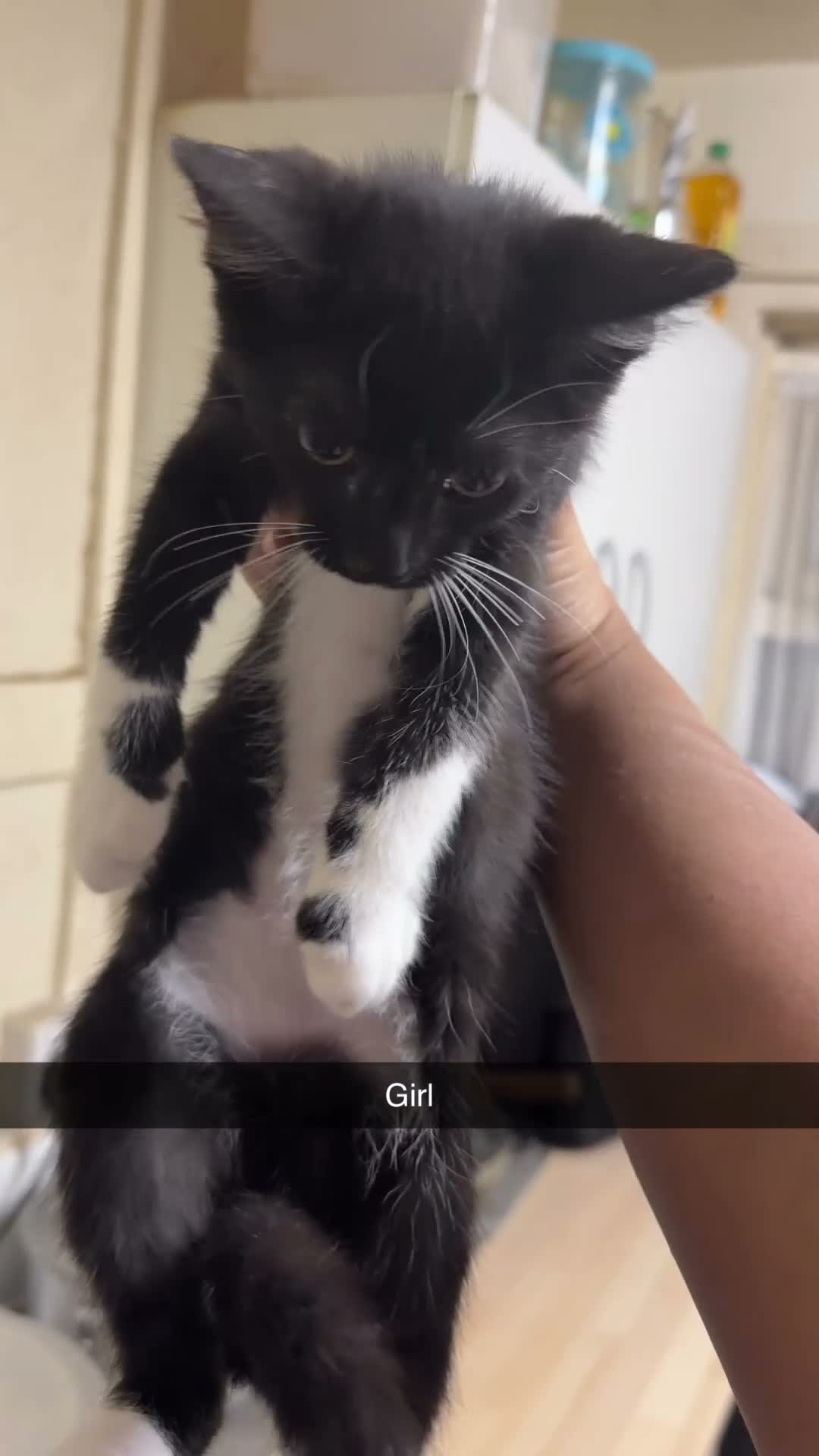 Mixed Breed cats for sale: Mixed breed chocolate brown and white kittens  in Birmingham - Video 4