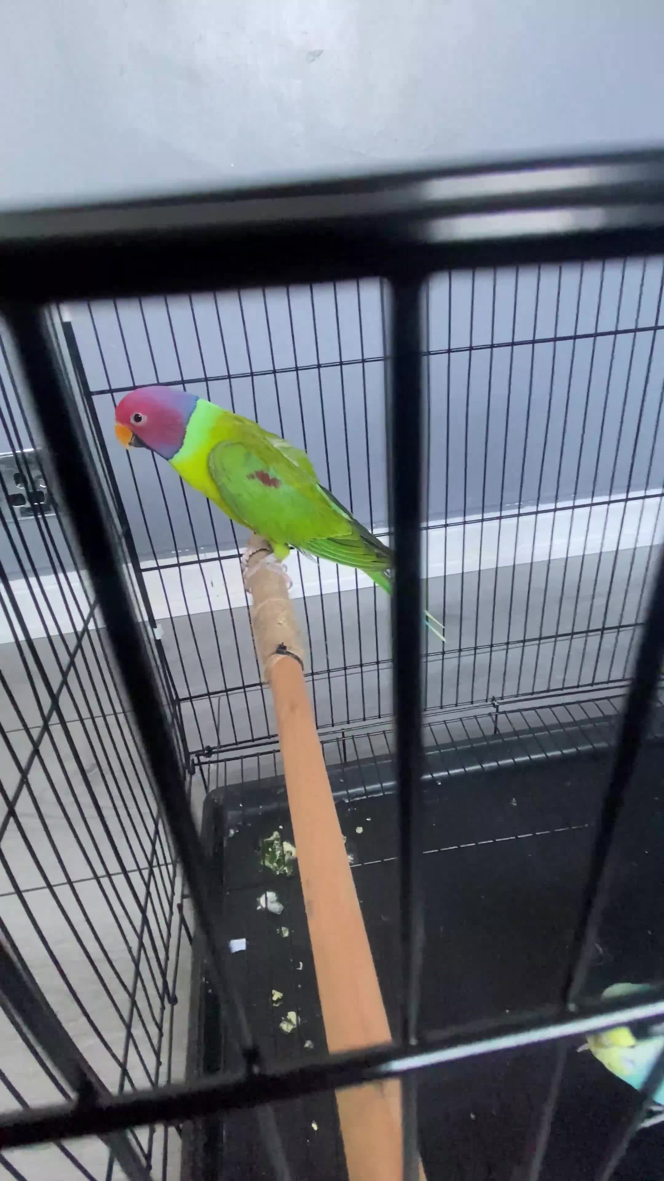 Parakeets birds for sale: Male plum headed parakeet  - Video 2