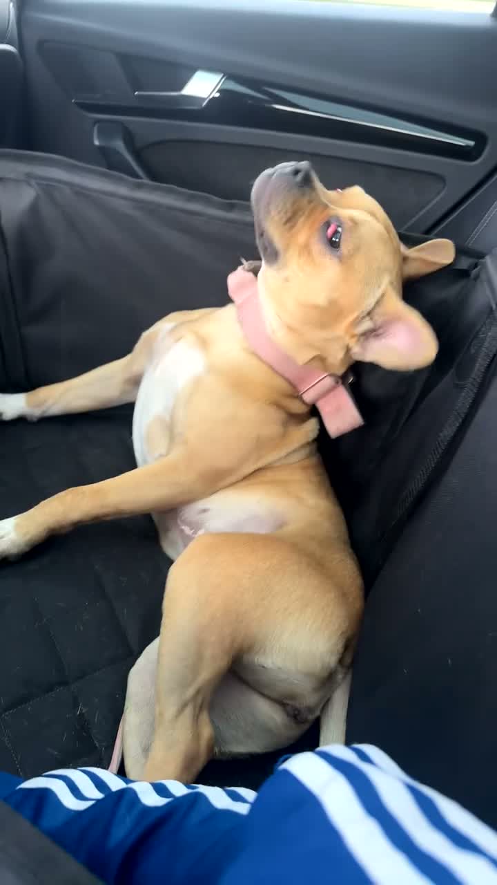 Mixed Breed dogs for sale: Princess  in Crawley - Video 1