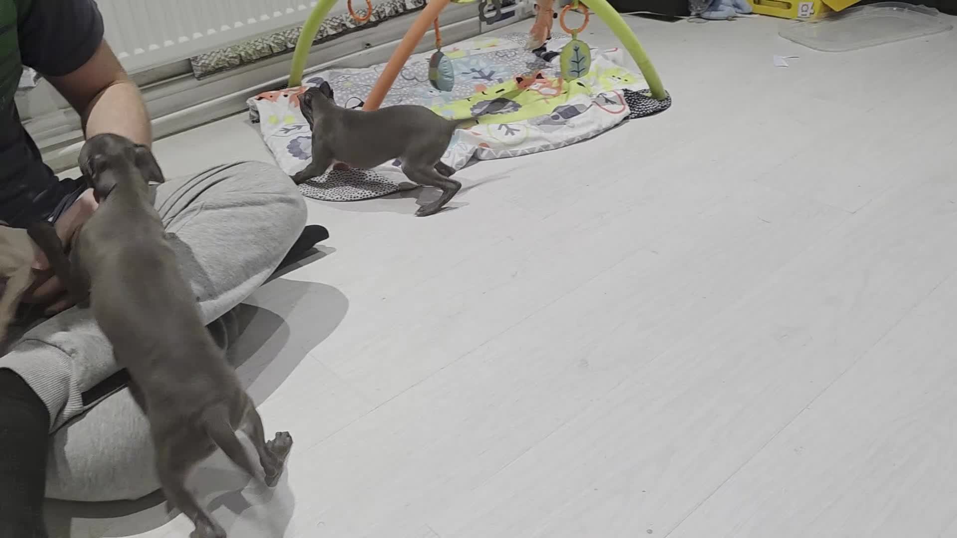 Italian Greyhound dogs for sale: 20 th feb KC reg quality  Just 1 blue boy & girl - Video 2