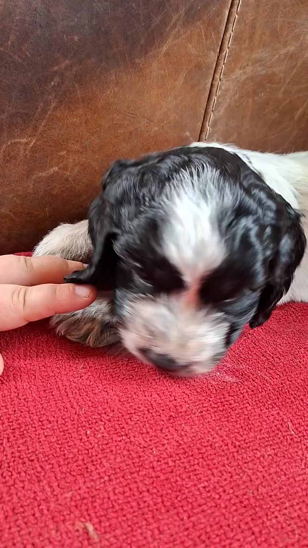 Cockapoo dogs for sale: F1 Cockapoo Pups  - Video 3