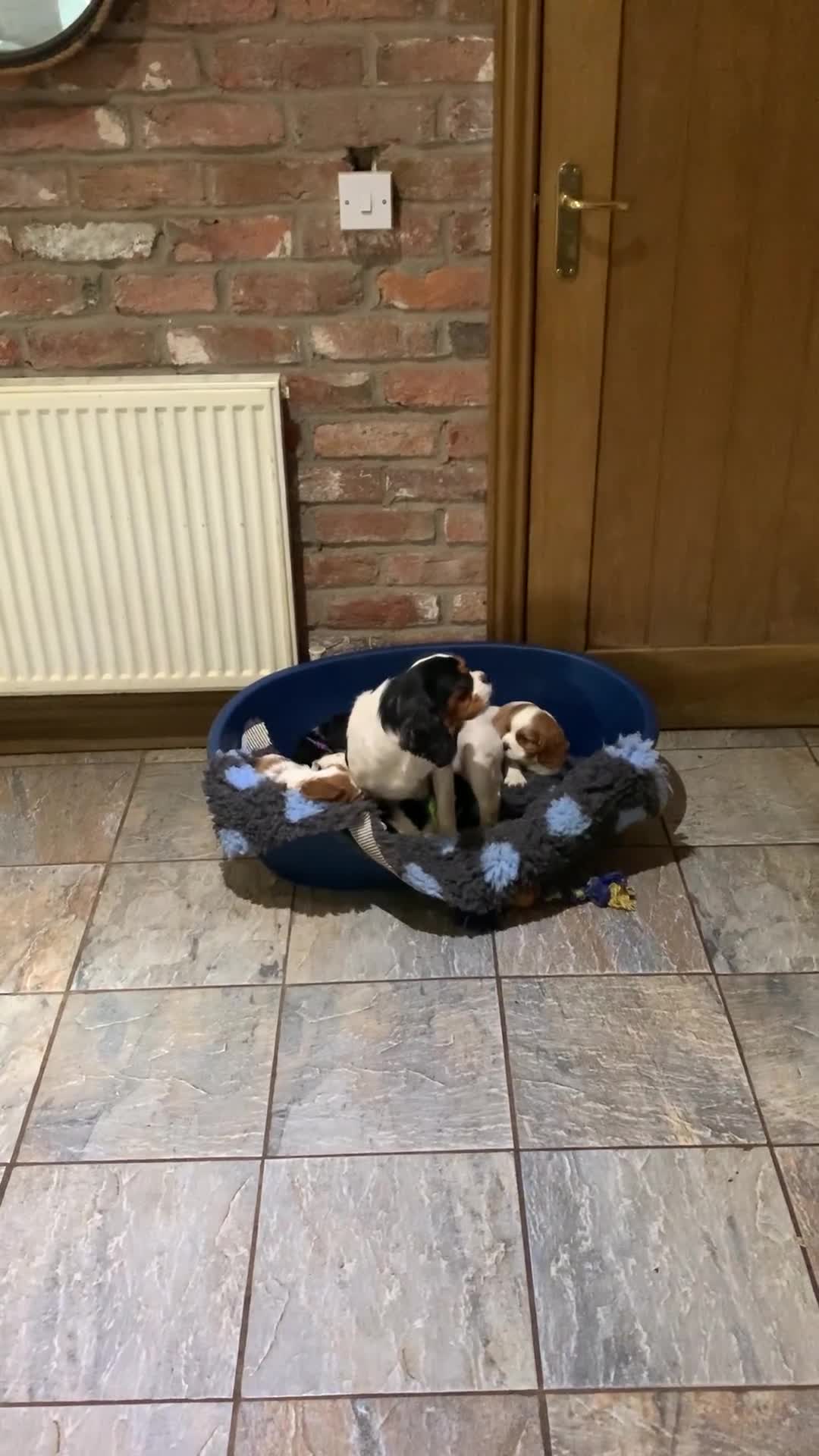 Cavalier King Charles Spaniel dogs for sale: Cavalier King Charles spaniel  - Video 1