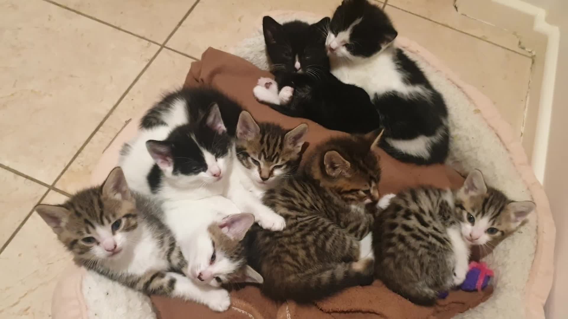 Mixed Breed cats for sale: Sweet Kittens Raised with Love and Children - Video 1