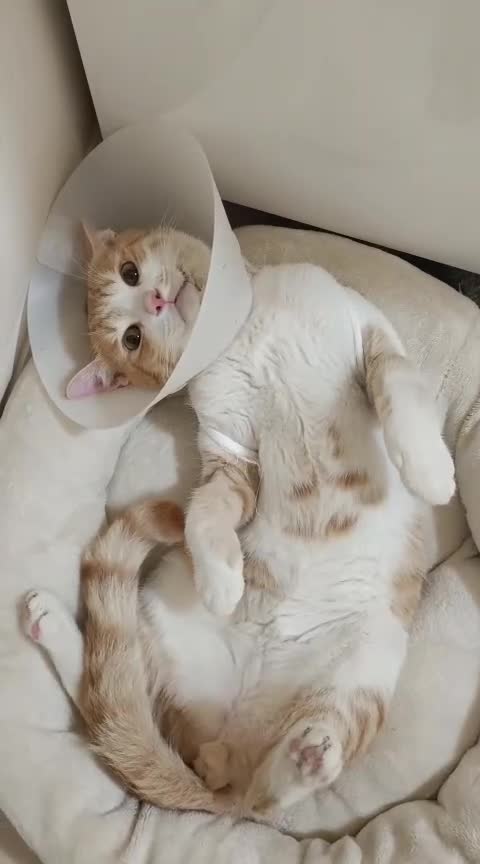 Mixed Breed cats for adoption: MOON -BOY THAT WANTS A HOME AGAIN - NEUTERED- - Video 2