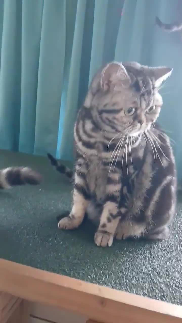 British Shorthair cats for sale: Bsh.Classic SilverTabby.Active. - Video 3