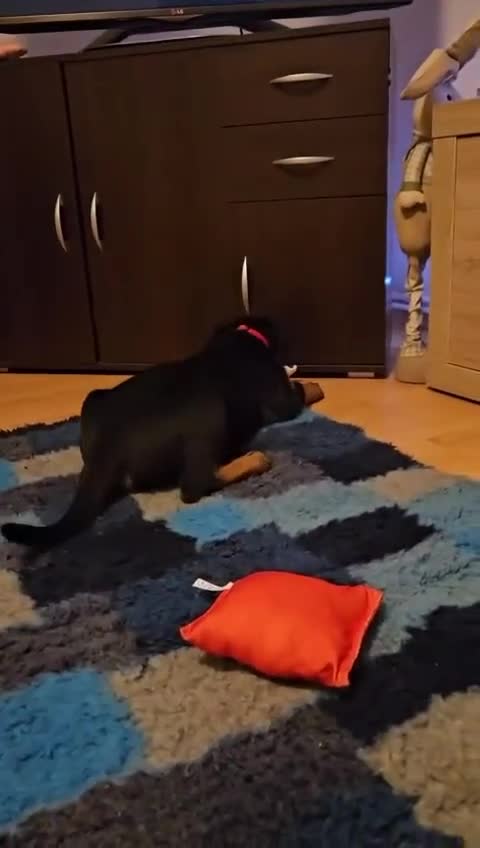 Rottweiler dogs for sale: 🐕 beautiful Rottweiler puppies 🐶  - Video 1