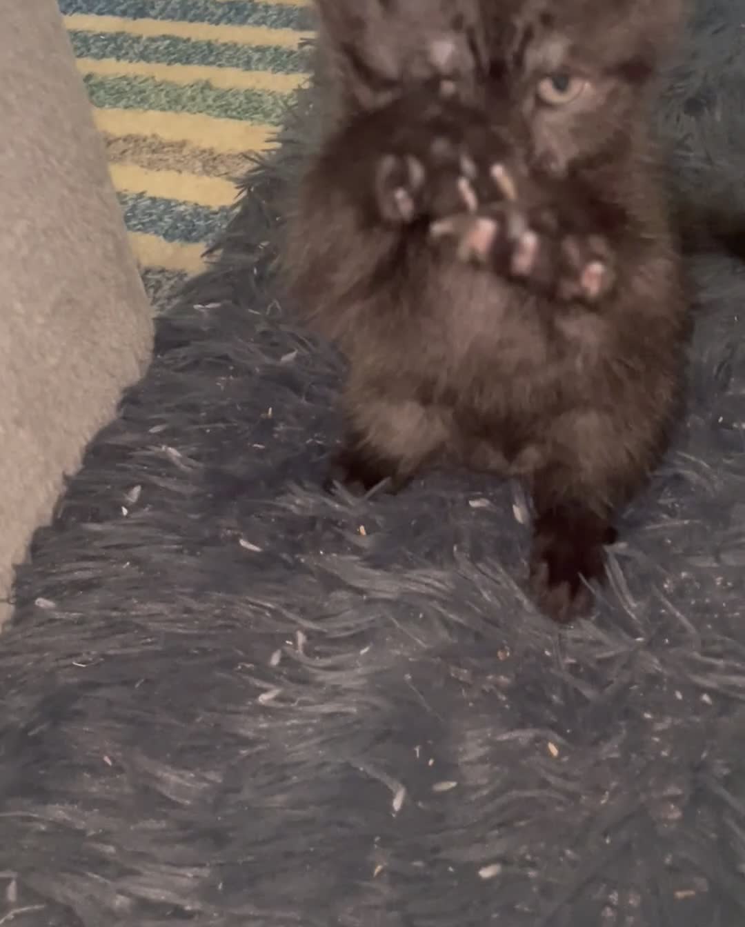 Mixed Breed cats for sale: BBSH mixed breed 5 kittens grey black white grey  - Video 4