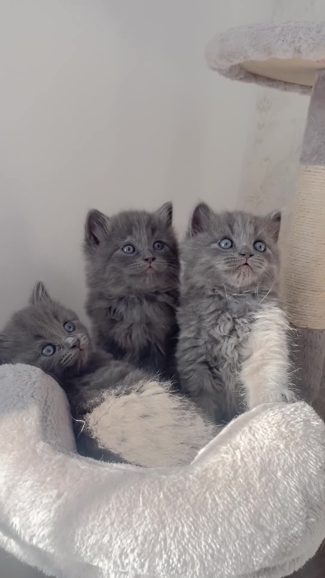 British Shorthair cats for sale: GORGEOUS FLUFFBALLS FOR SALE - Video 1