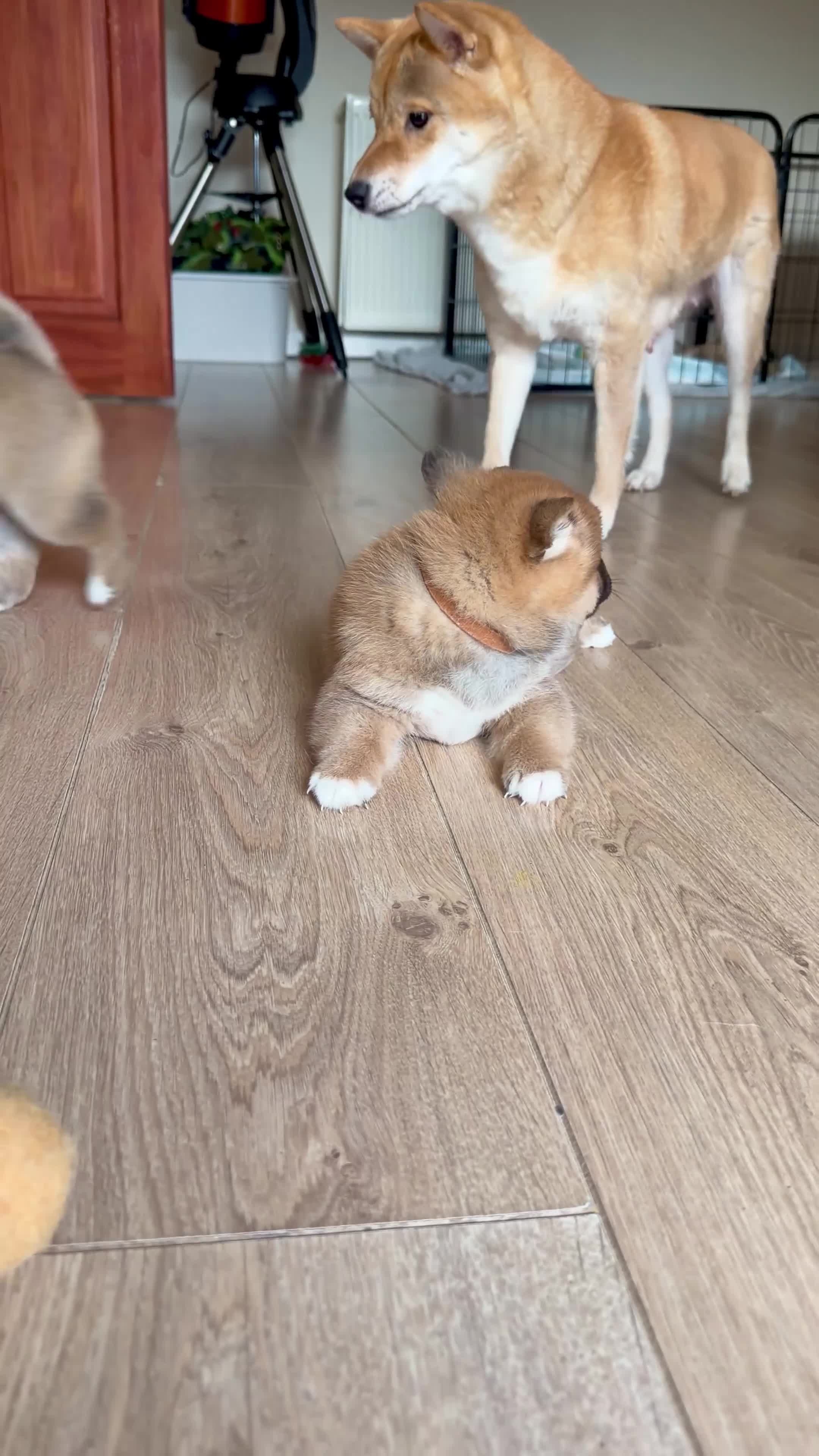 Japanese Shiba Inu dogs for sale: KC Reg - Multi Generational Shiba Inu Puppies - Video 3