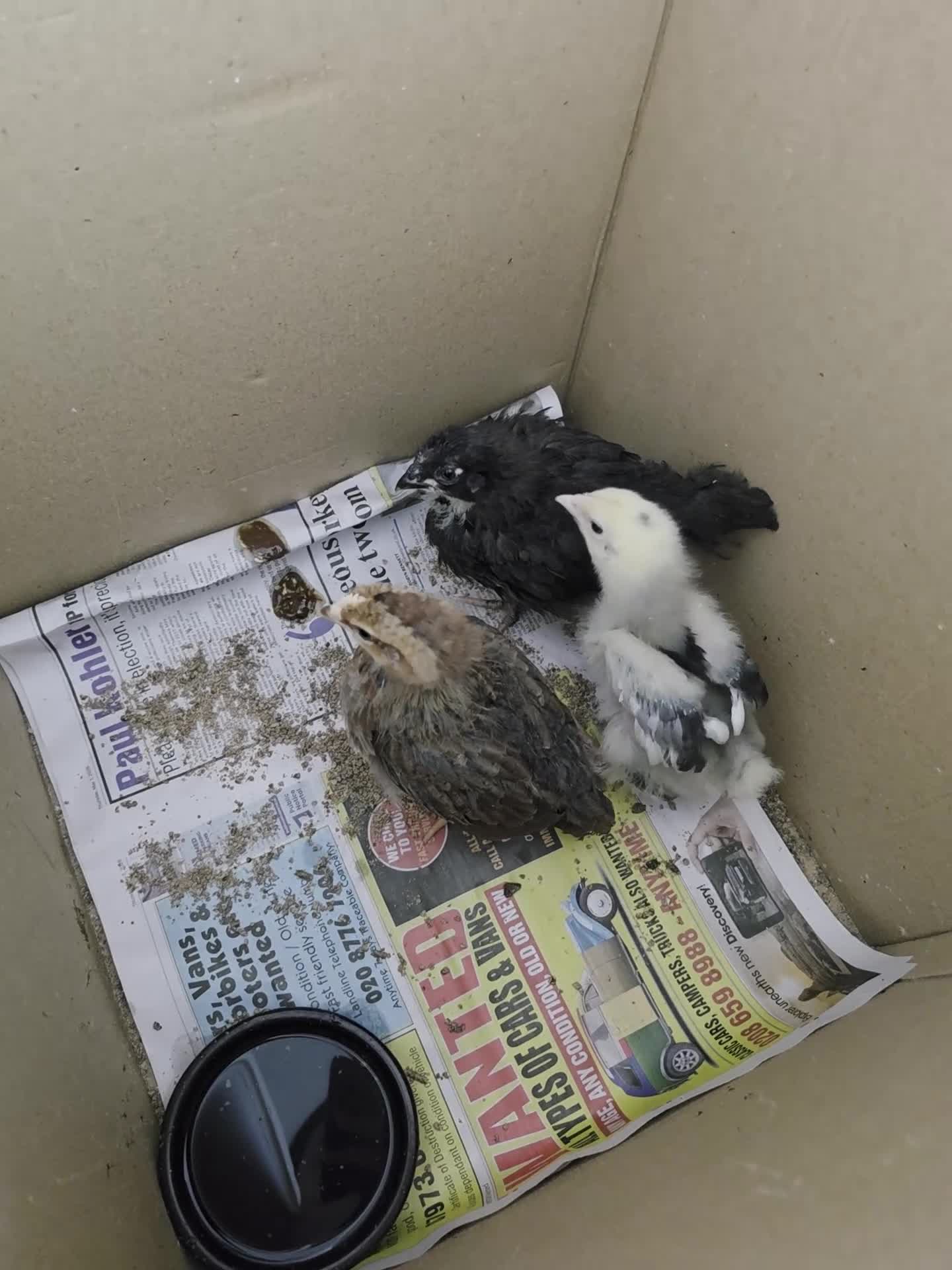 Mixed Breed poultry for sale: Poultry in London - Video 1