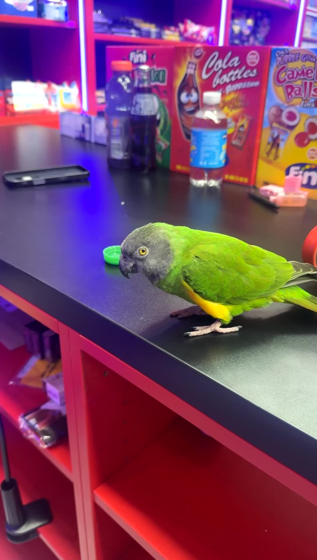 Mixed Breed birds for sale: Cockatiels Senegal parrot African grey cockatoo in Glasgow - Video 3