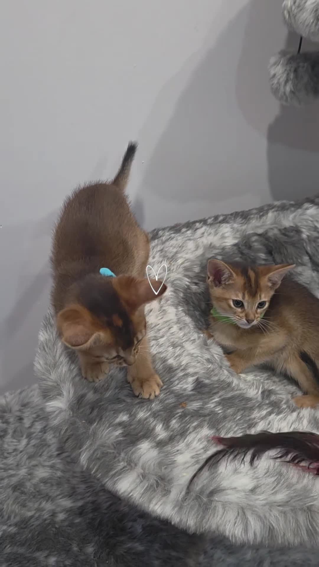 Abyssinian cats for sale: 🔥 TICA Registered Abyssinian Kittens - Video 2