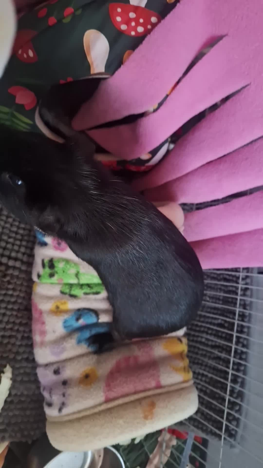 Guinea Pig rodents for sale: Single guinie pig alone  in Milton Keynes - Video 1