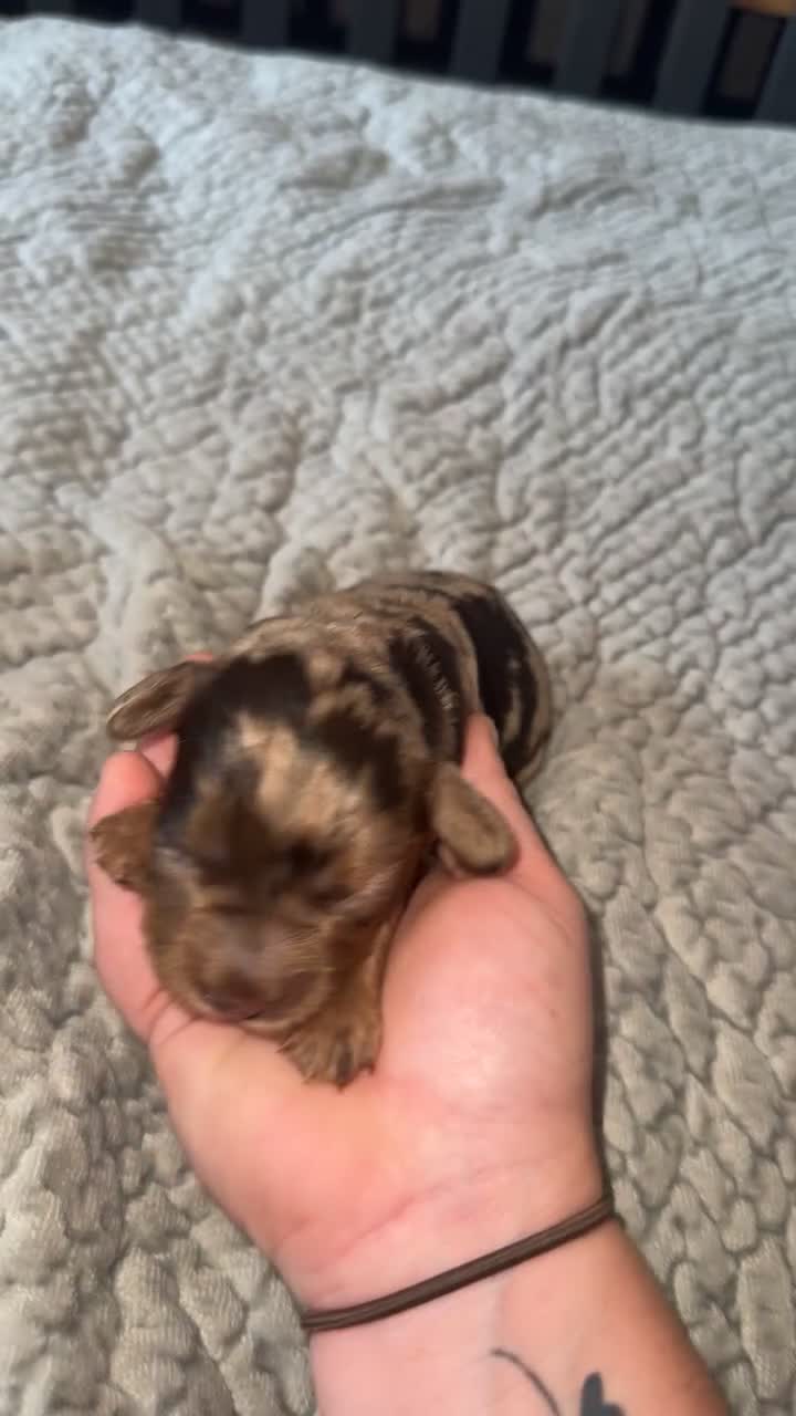 Cockapoo dogs for sale: F1B Cockerpoo puppies  - Video 4