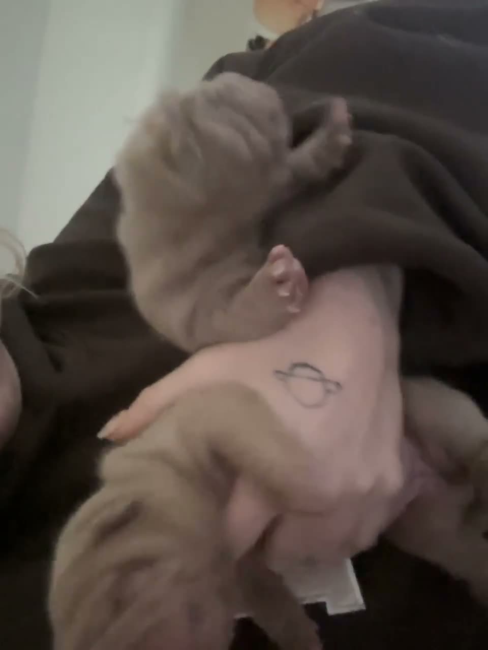 Shar Pei dogs for sale: Fluff and horse coat sharpeis  - Video 2