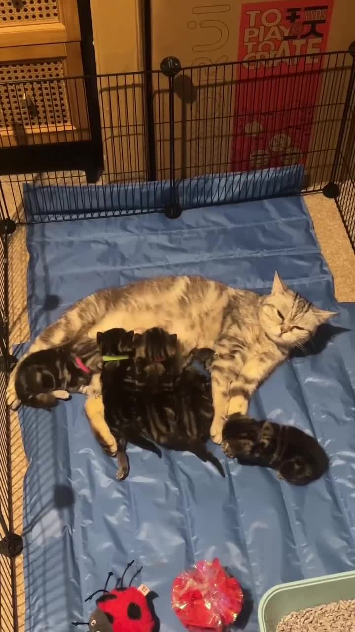British Shorthair cats for sale: BSH cross bengal kittens. Please read information  - Video 2