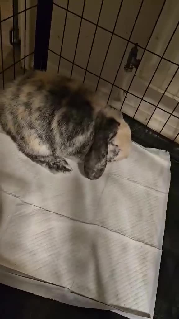 English Lop rabbits for sale: Giant English Lop - Video 1