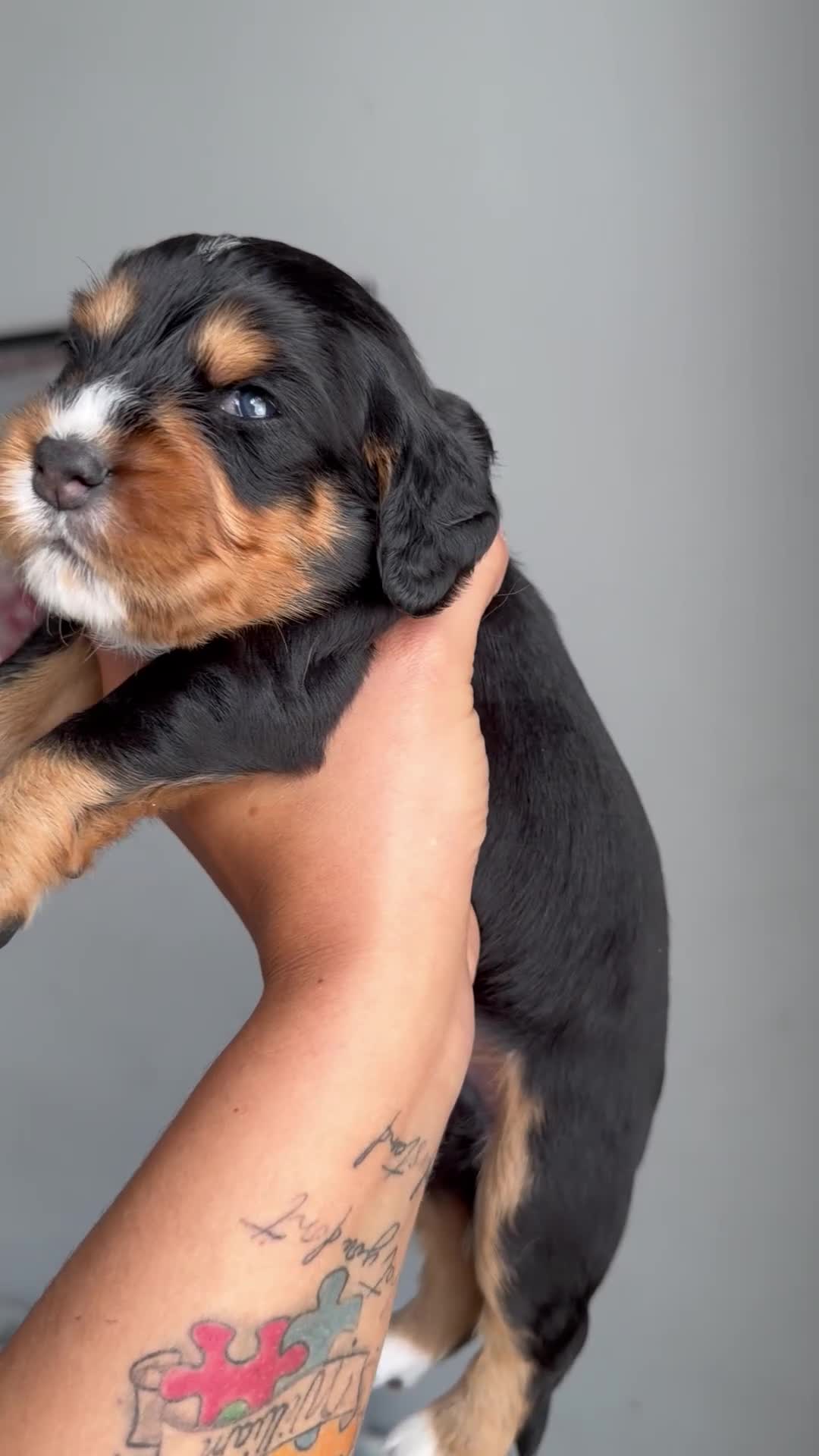 Cocker Spaniel dogs for sale: Working Cocker spaniels  - Video 2