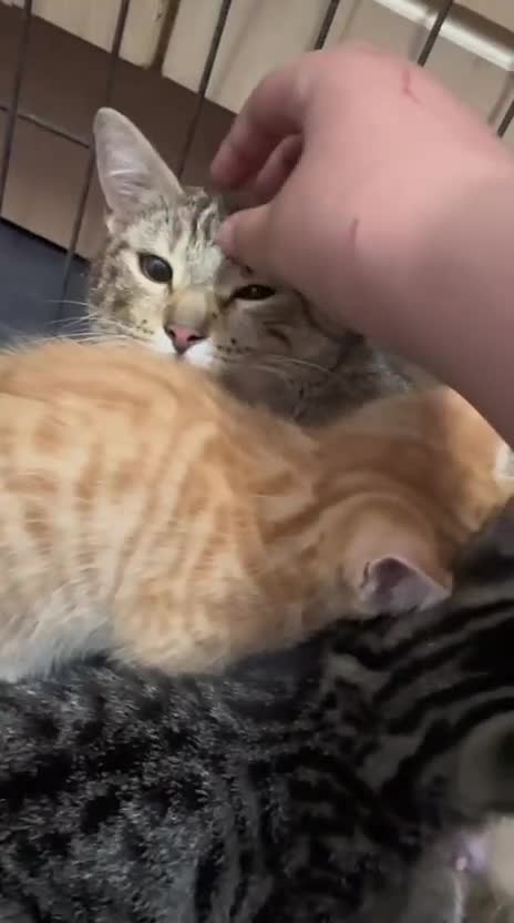 Mixed Breed cats for sale: Gorgeous BSH×TABBY BENGAL Kittens - Video 1