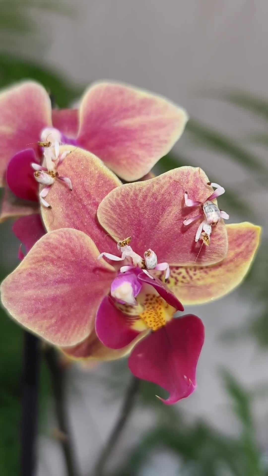 Praying Mantis invertebrates for sale: Orchid Mantis in Ruardean - Video 2