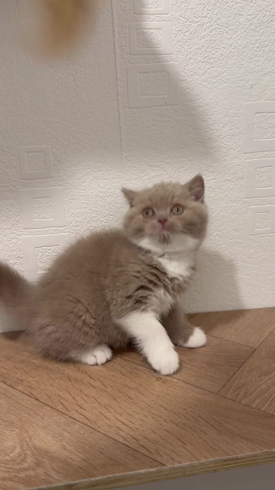 British Shorthair cats for sale: Tica reg fawn and white boy  - Video 1