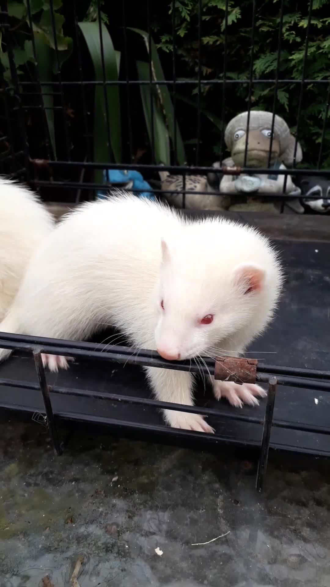 Ferret rodents for sale: Albino kits  - Video 1