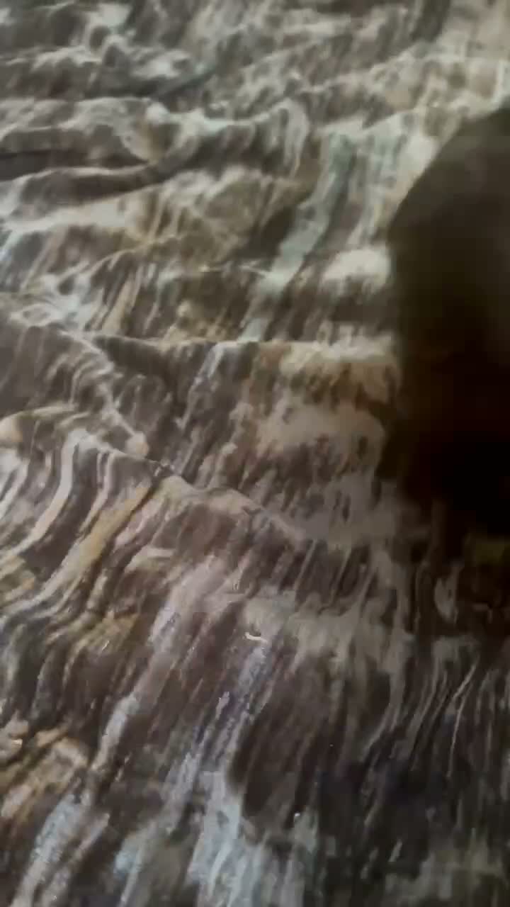 Mixed Breed dogs for sale: westie pom puppies  - Video 1