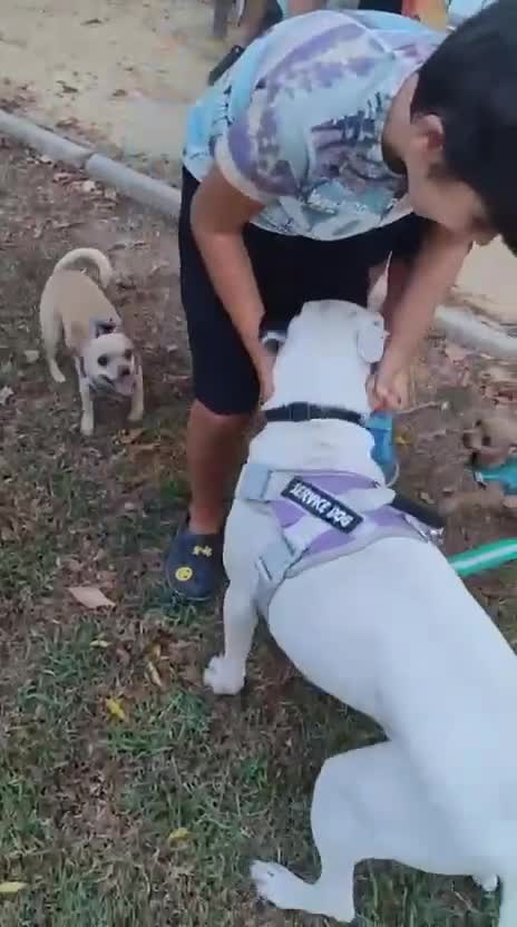 Mixed Breed dogs for adoption: KENYA: Loves Everyone and Everything! - Video 1