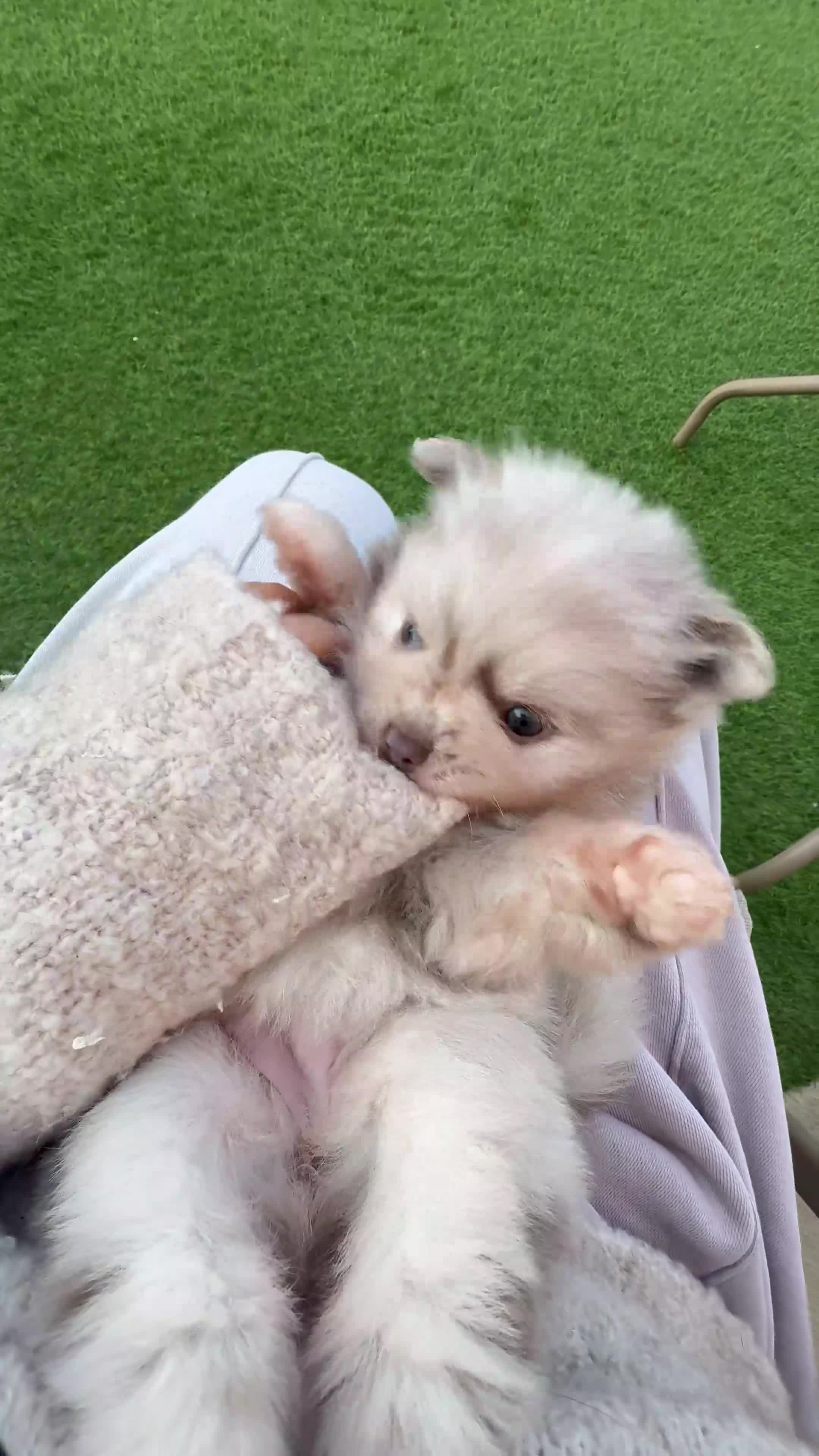 Pomeranian dogs for sale: White, Lilac, Merle Female Pomeranian  - Video 3