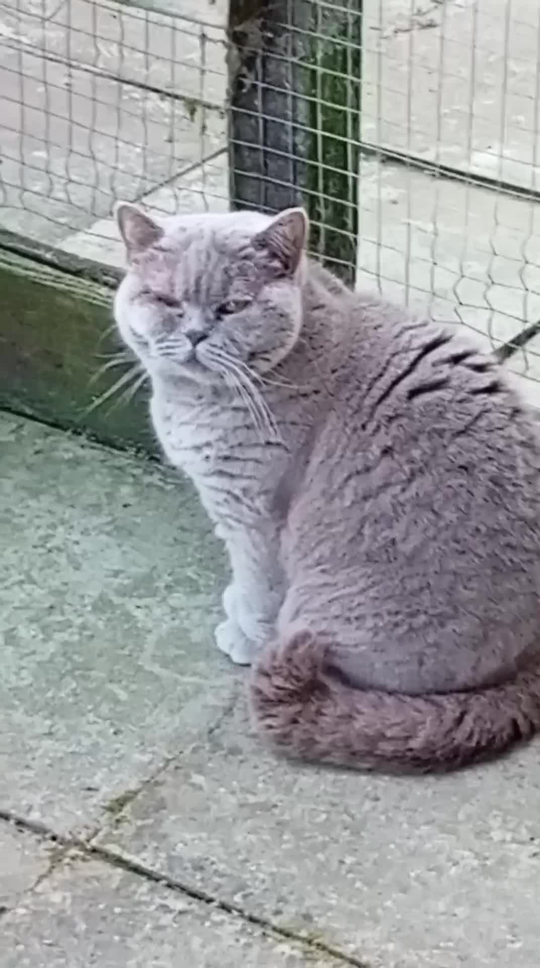 British Shorthair cats for sale: Gorgeous lilac British short-hair girl  - Video 1