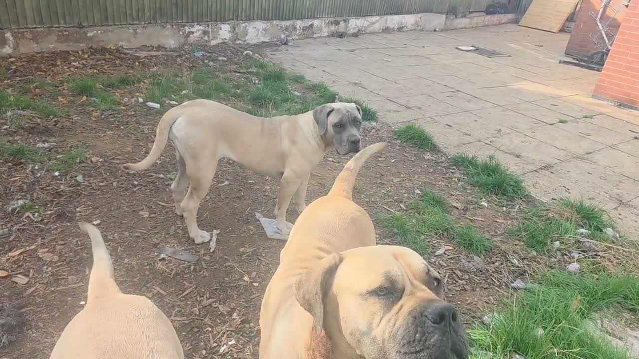 Boerboel dogs for sale: SABBS REGISTERED KENNEL - Video 3