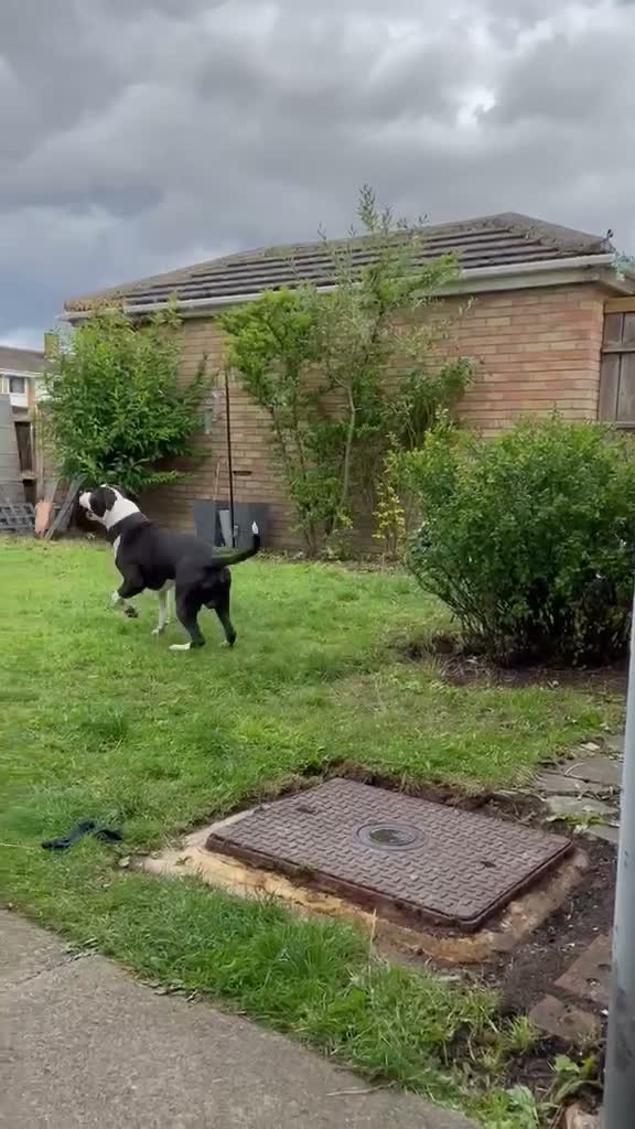 Mixed Breed dogs for sale: Zeus looking for a loving home  in Shildon - Video 1