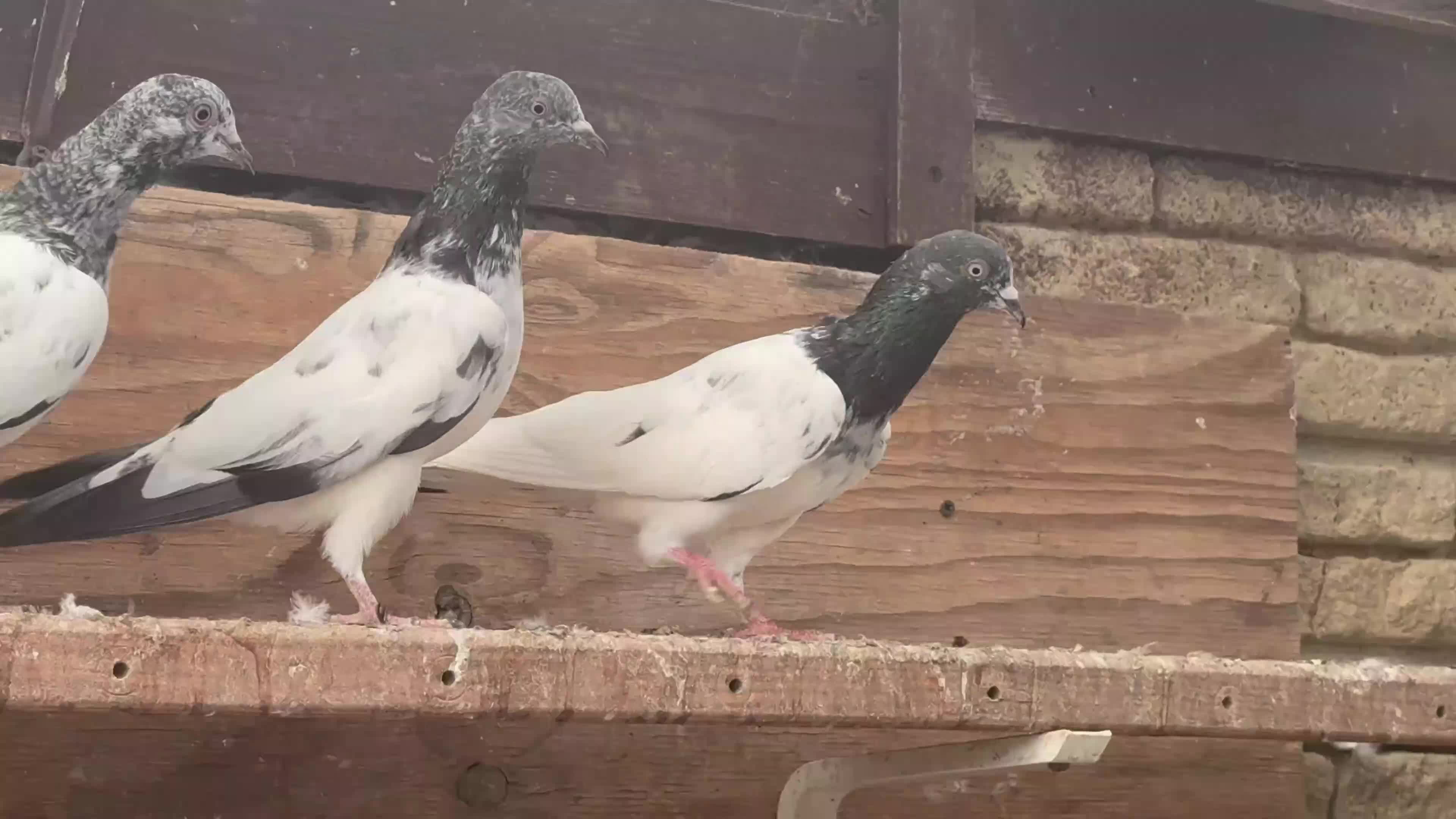 Pigeons birds for sale: Pakistani high flyers for sale  - Video 1
