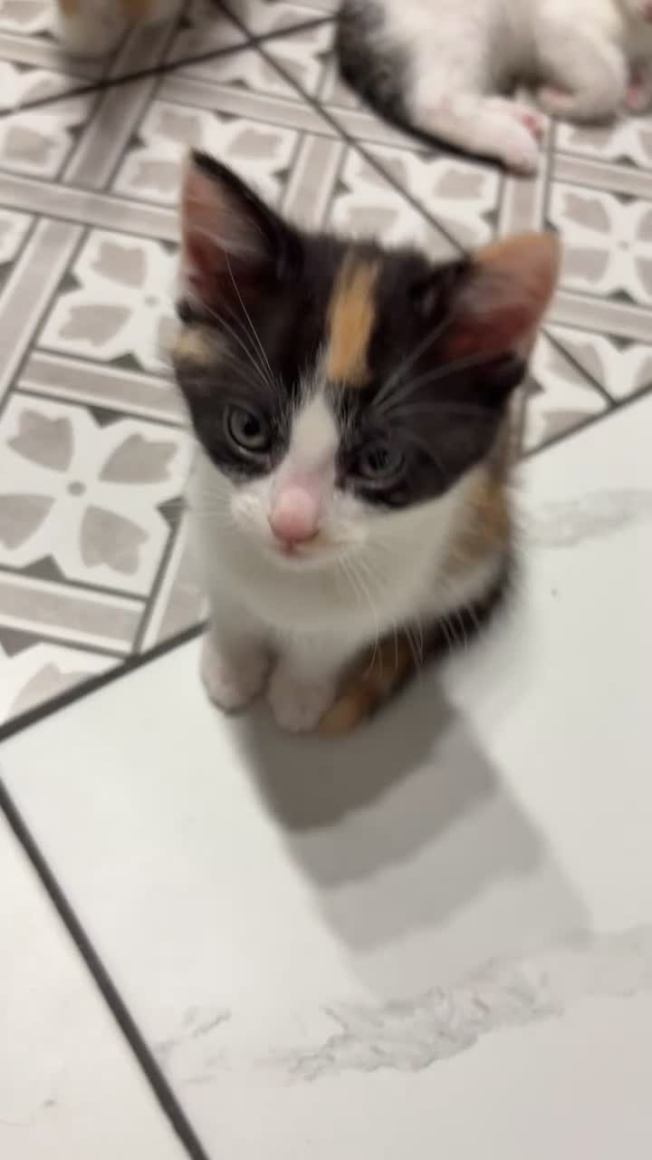 Mixed Breed cats for sale: 3 Beautiful Kittens Looking for Loving Homes  - Video 2
