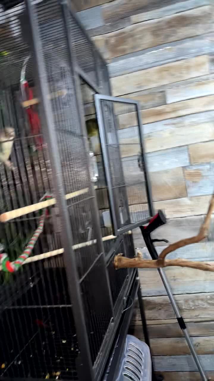 Conures birds for sale: Breeding pair of conures  - Video 1