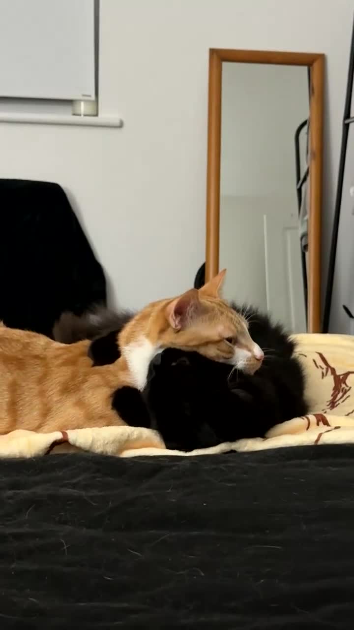 Mixed Breed cats for sale: 2 lovely kittens ready to be rehomed in Plymouth - Video 4