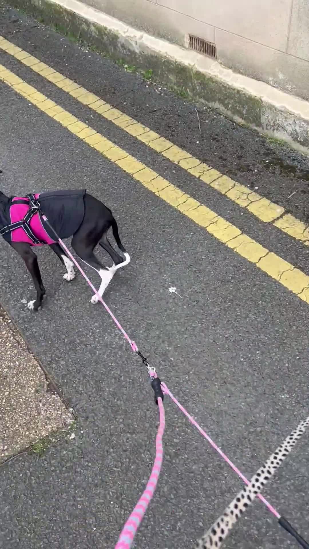 Italian Greyhound dogs for sale: Last boy in litter - Italian greyhound  - Video 1