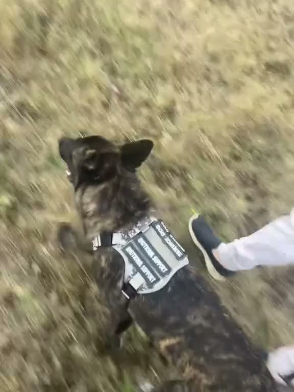 Belgian Shepherd Dog dogs for sale: Dutch Herder Pup in Durham - Video 1