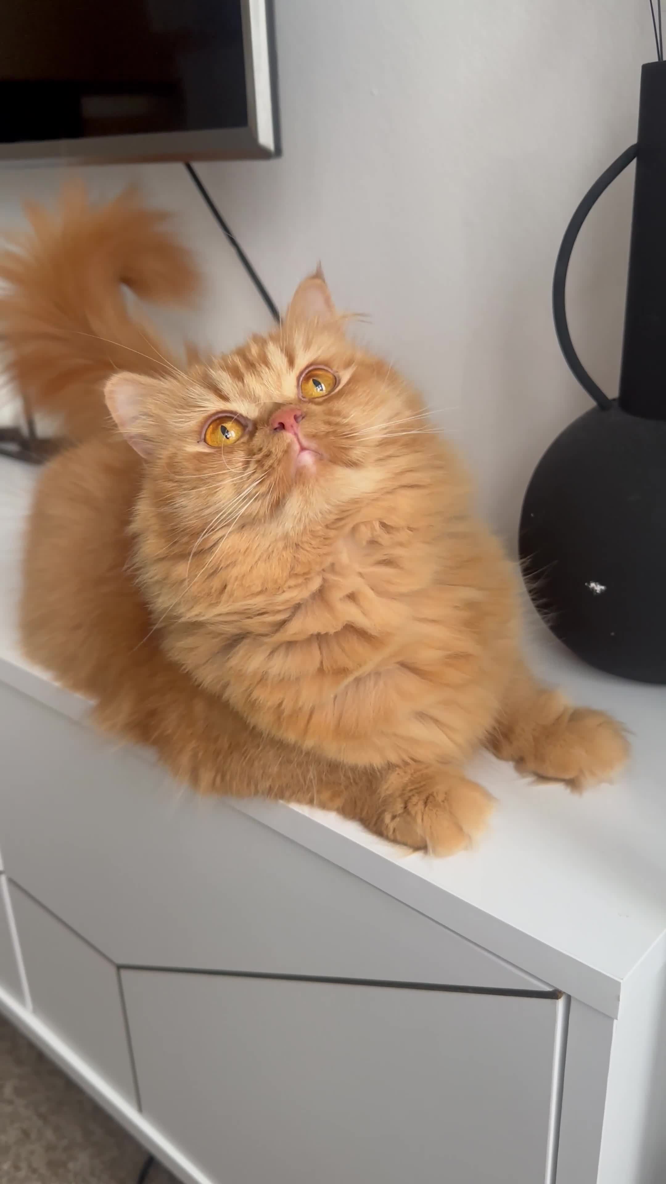 British Longhair cats for sale: Rare red female for sale  - Video 1
