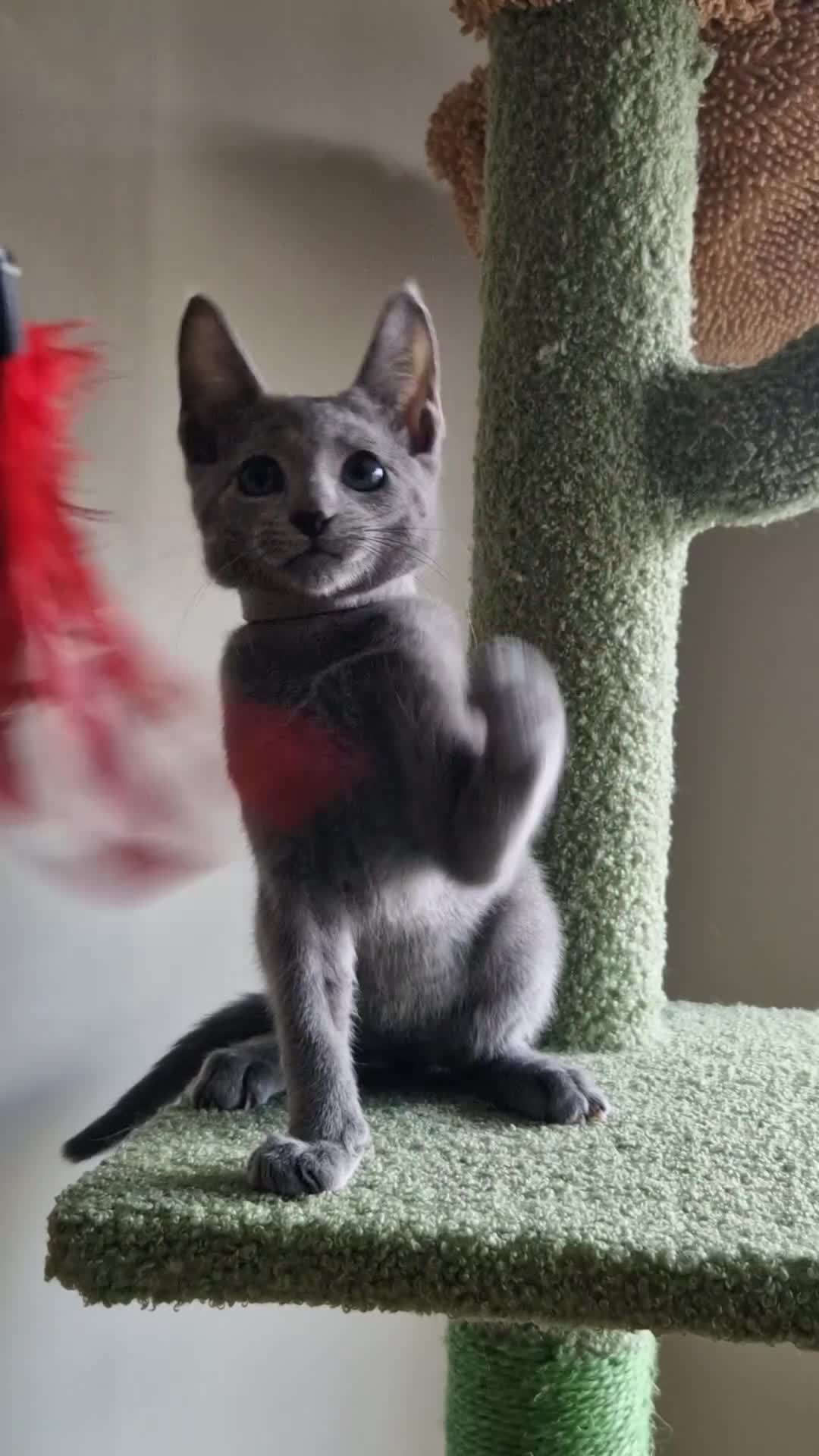 Russian Blue cats for sale: Pedigree Russian blue kittens  - Video 4