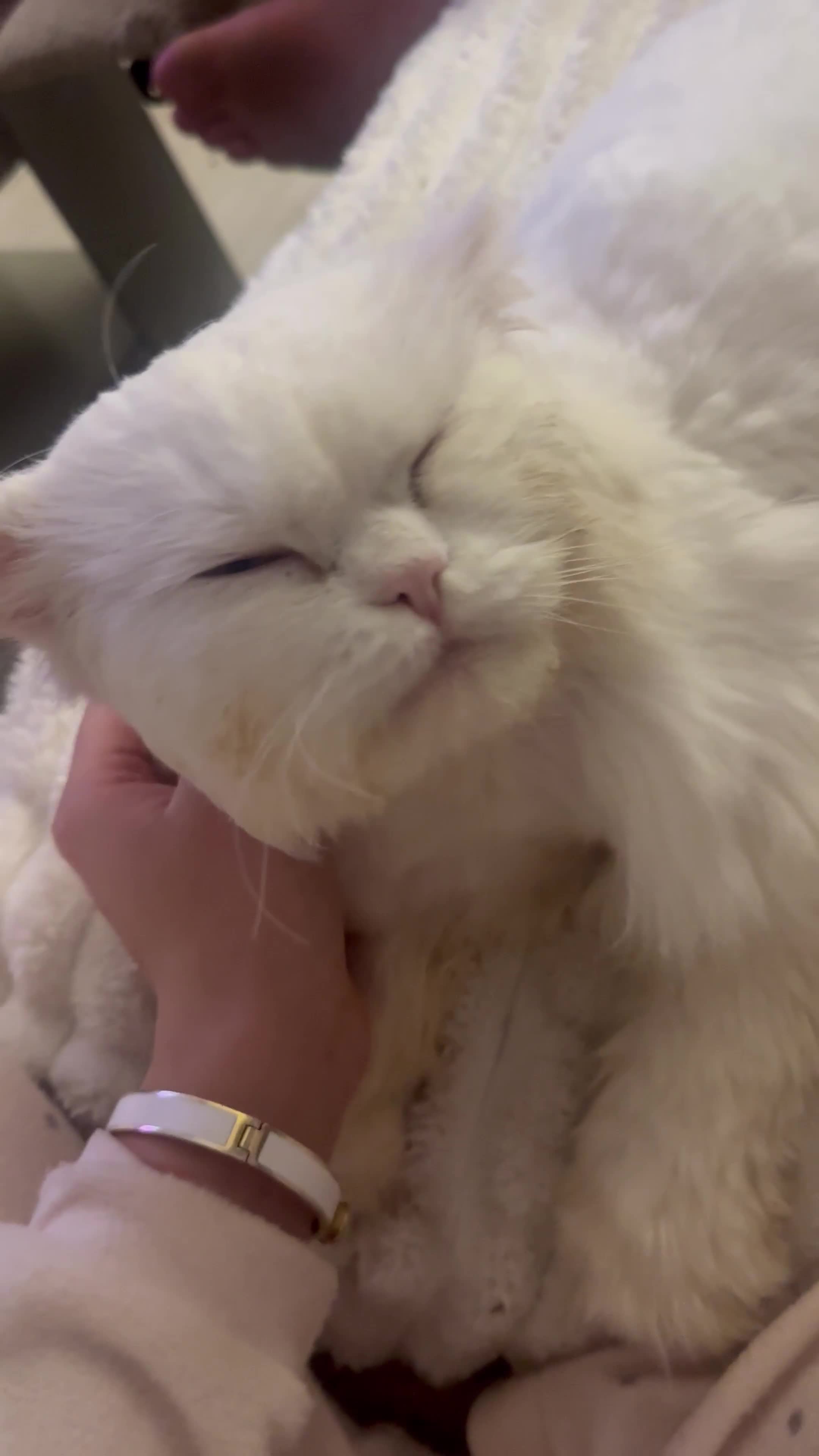 Persian cats for sale: Dollface Persian  - Video 1