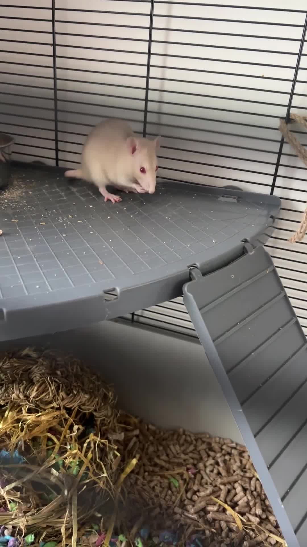 Rat rodents for sale: 2 female rats - Video 2