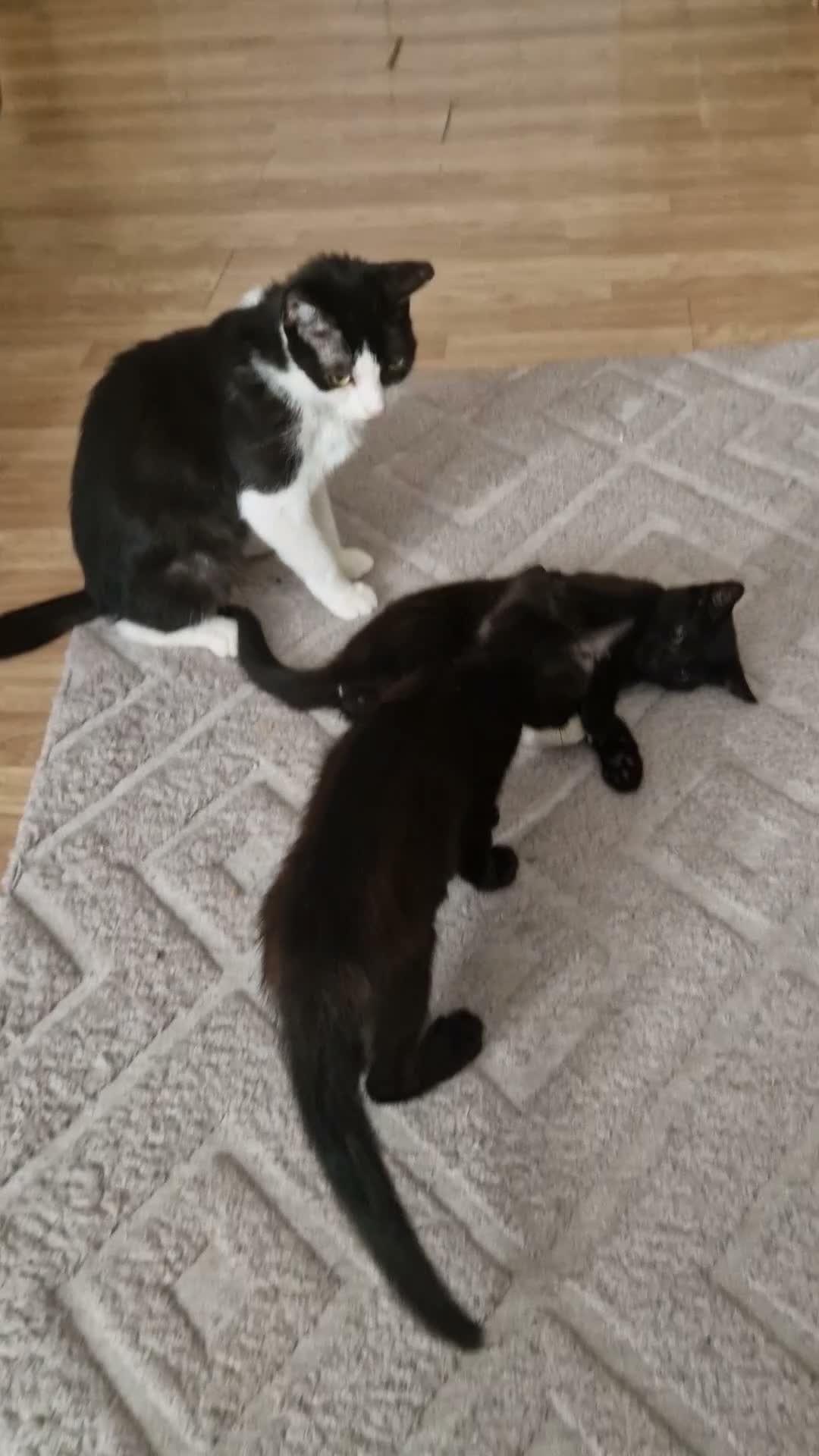 Mixed Breed cats for sale: Cats and kittens - Video 1