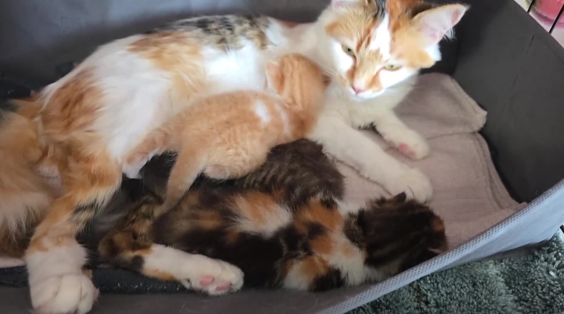Mixed Breed cats for sale: Beautiful Fluffy Kittens 2 Boys 1 Girl - Video 1