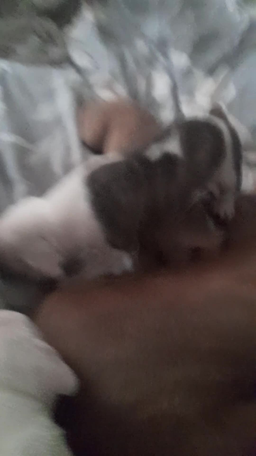 Mixed Breed dogs for sale: 11 not 2, mesaage to book a viewing 5 boys 6 girls - Video 4