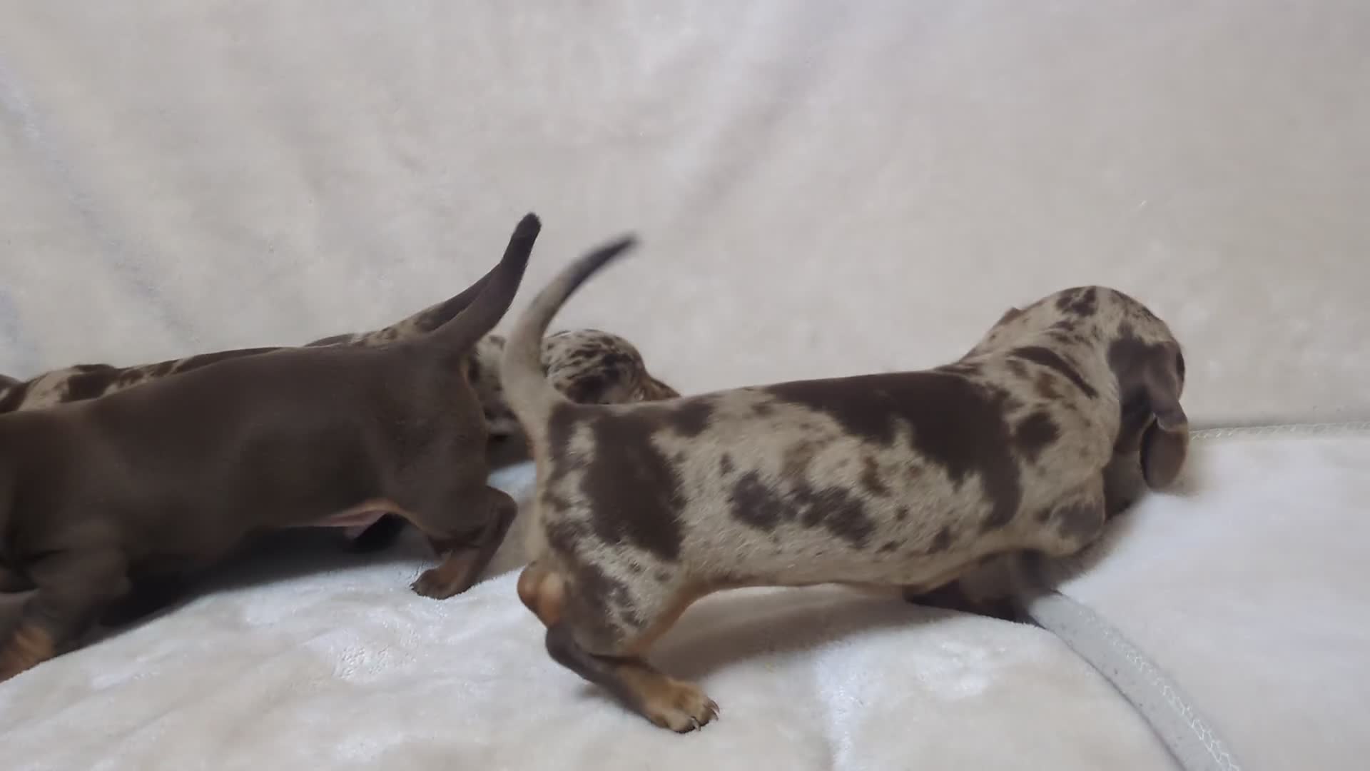 Dachshund dogs for sale: beautiful miniature dachshund puppies - Video 3