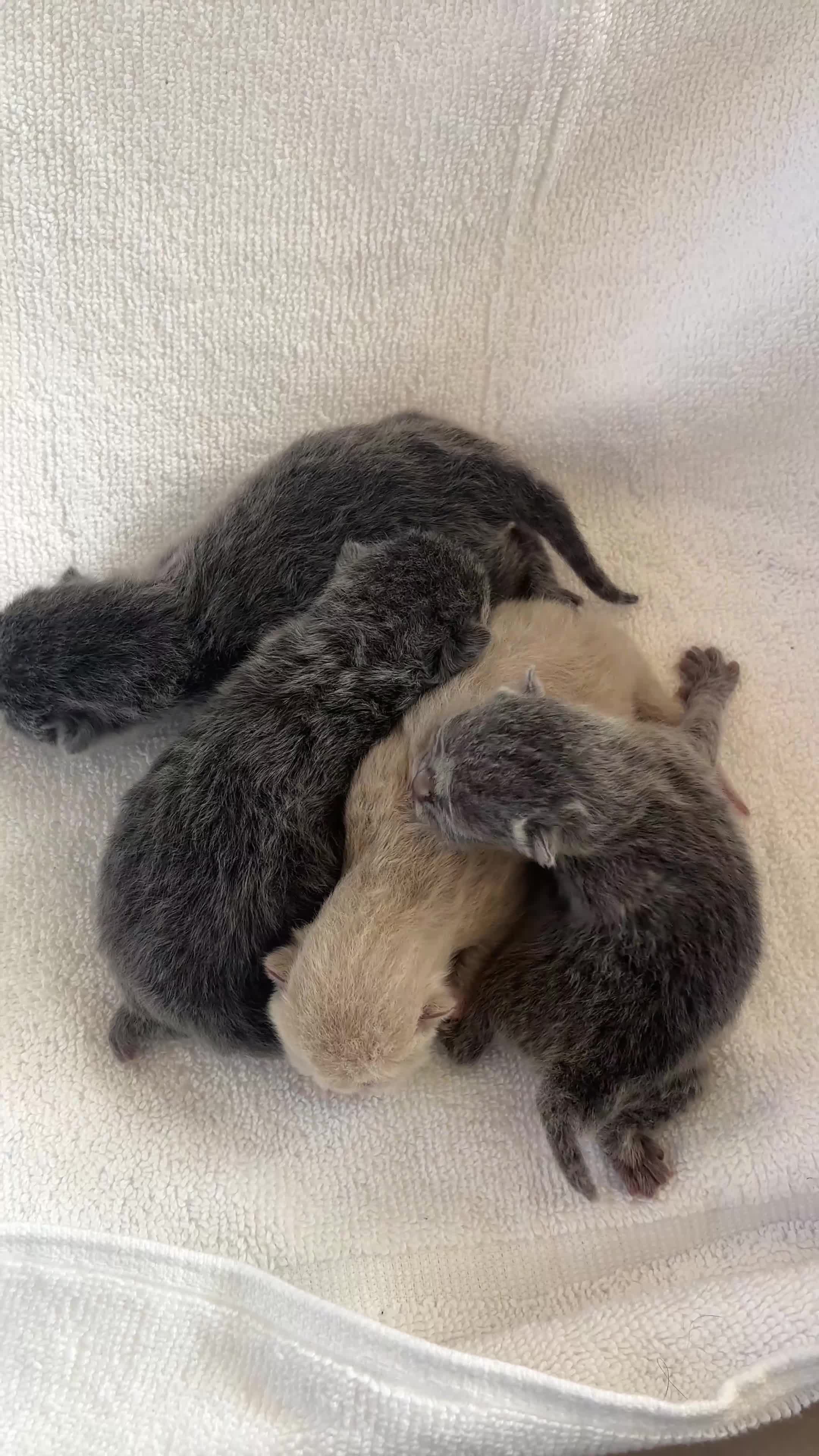 British Shorthair cats for sale: British shorthair kittens - Video 1